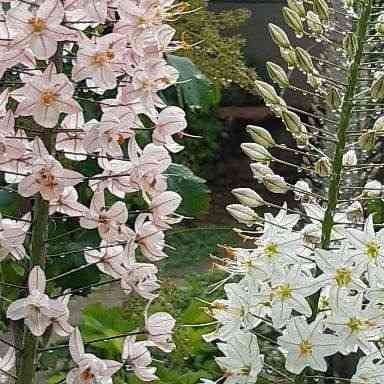 Цветы эремурусы. Эремурусы Крыма. Бахчисарай