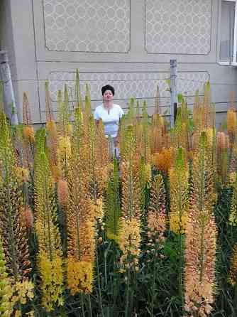 Цветы эремурусы. Эремурусы Крыма. Бахчисарай