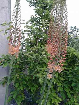 Цветы эремурусы. Эремурусы Крыма. Бахчисарай