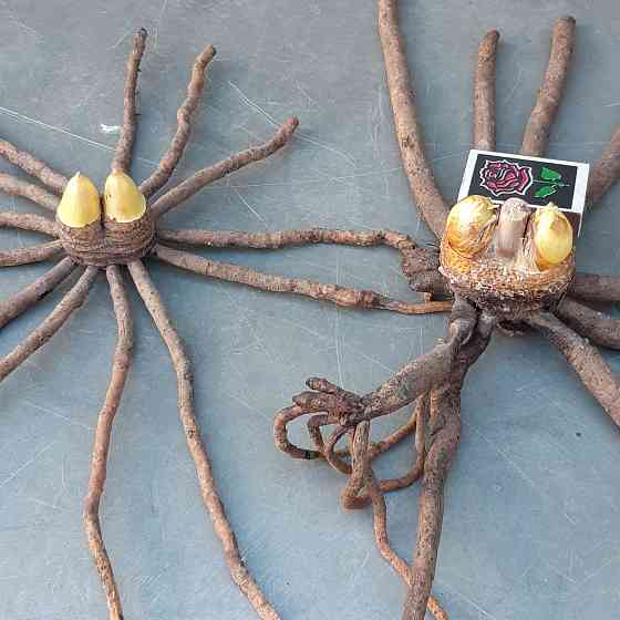 Цветы эремурусы. Эремурусы Крыма. Бахчисарай