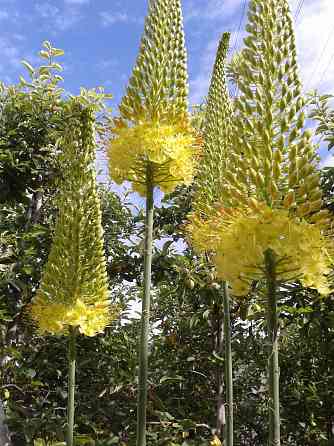 Цветы эремурусы. Эремурусы Крыма. Бахчисарай