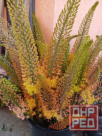 Цветы эремурусы. Эремурусы Крыма. Бахчисарай - изображение 1