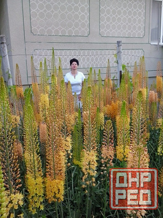 Цветы эремурусы. Эремурусы Крыма. Бахчисарай - изображение 2