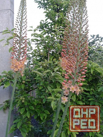 Цветы эремурусы. Эремурусы Крыма. Бахчисарай - изображение 6