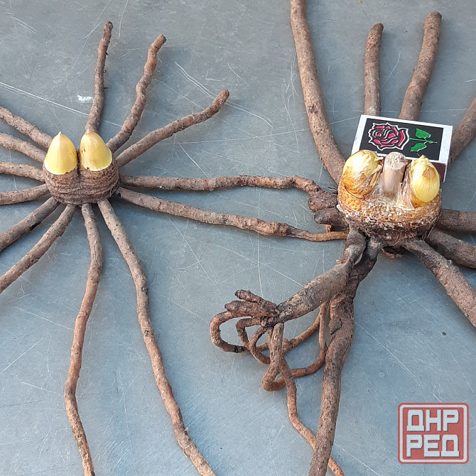 Цветы эремурусы. Эремурусы Крыма. Бахчисарай - изображение 5