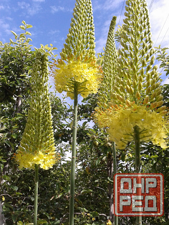 Цветы эремурусы. Эремурусы Крыма. Бахчисарай - изображение 4