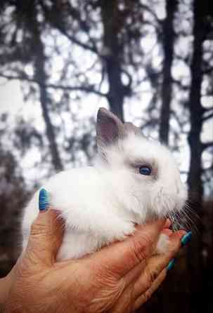 Малыши кроликов Макеевка