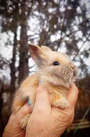 Малыши кроликов Макеевка