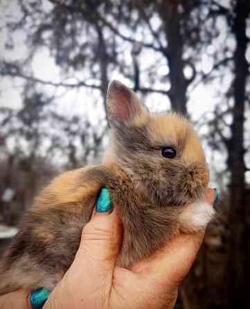 Малыши кроликов Макеевка