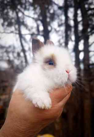 Малыши кроликов Макеевка