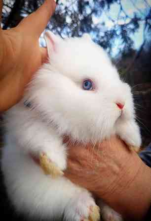 Малыши кроликов Макеевка