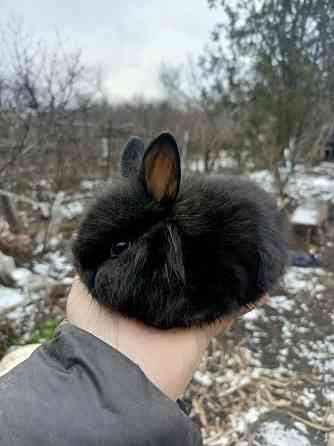 Малыши кроликов Макеевка