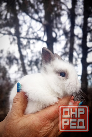 Малыши кроликов Макеевка - изображение 6