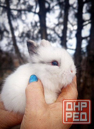 Малыши кроликов Макеевка - изображение 8