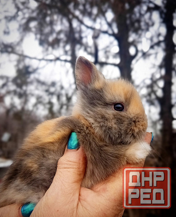 Малыши кроликов Макеевка - изображение 2