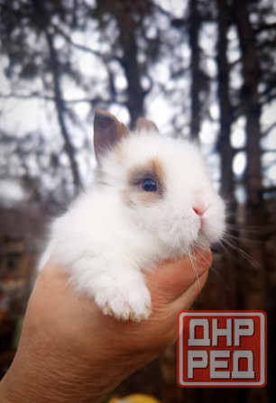 Малыши кроликов Макеевка - изображение 1