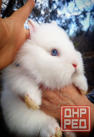 Малыши кроликов Макеевка - изображение 5