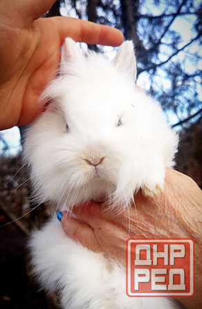 Малыши кроликов Макеевка - изображение 7