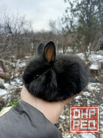 Малыши кроликов Макеевка - изображение 3