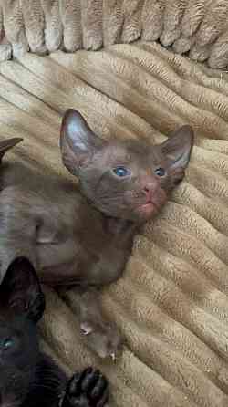 Ориентальные котята Донецк