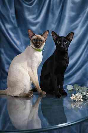 Ориентальные котята Донецк