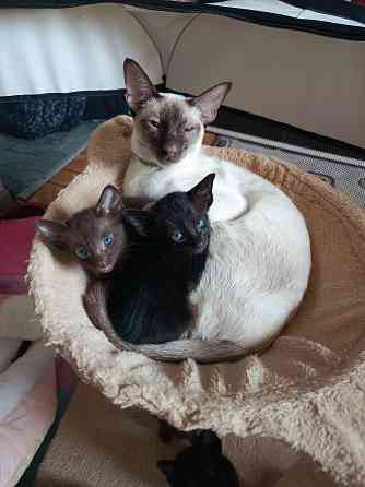 Ориентальные котята Донецк