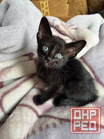 Ориентальные котята Донецк - изображение 2