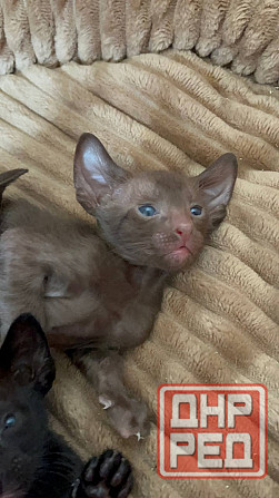 Ориентальные котята Донецк - изображение 1