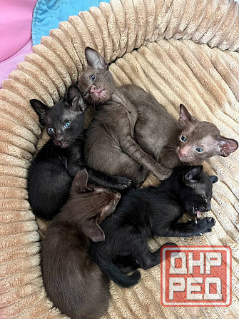 Ориентальные котята Донецк - изображение 3