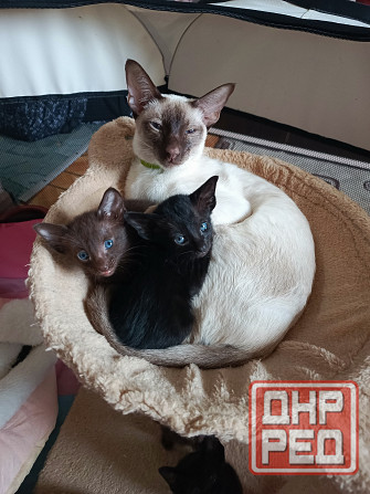 Ориентальные котята Донецк - изображение 4