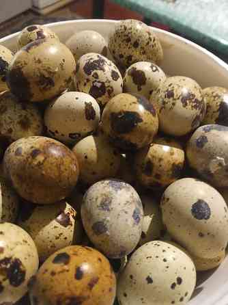 Инкубационные яйцо Техасский перепел Донецк