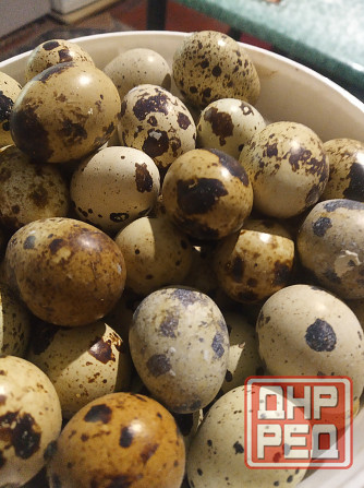 Инкубационные яйцо Техасский перепел Донецк - изображение 1