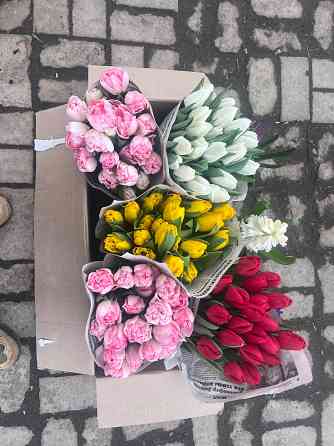 Тюльпаны Донецк