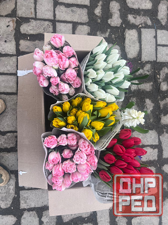 Тюльпаны Донецк - изображение 1