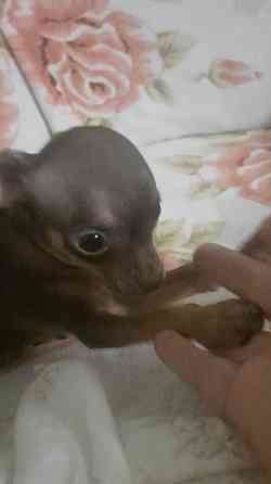 Щенки Русского той терьера мини Донецк