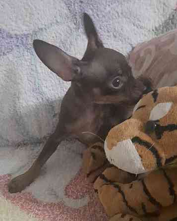 Щенки Русского той терьера мини Донецк