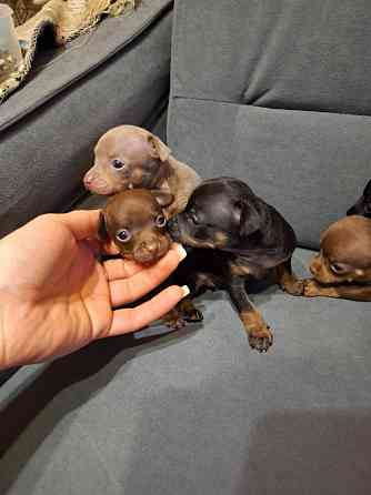 Щенки Русского той терьера мини Донецк