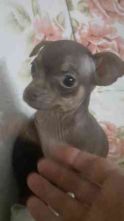 Щенки Русского той терьера мини Донецк