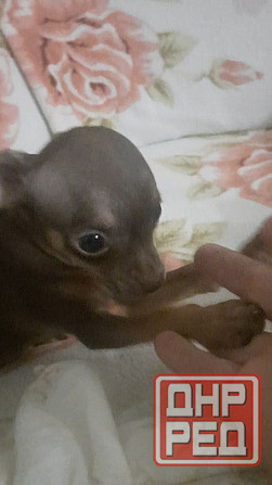 Щенки Русского той терьера мини Донецк - изображение 4