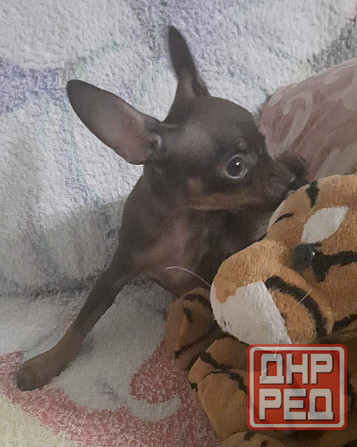 Щенки Русского той терьера мини Донецк - изображение 3