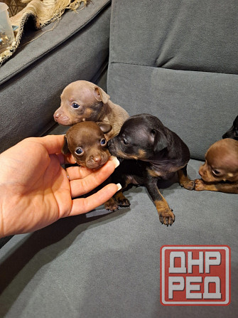 Щенки Русского той терьера мини Донецк - изображение 1