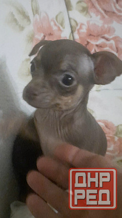 Щенки Русского той терьера мини Донецк - изображение 5