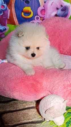 Мальчики Померанский Шпиц Донецк