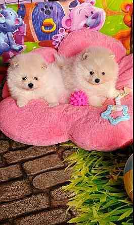 Мальчики Померанский Шпиц Донецк