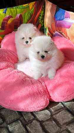 Мальчики Померанский Шпиц Донецк