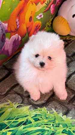 Мальчики Померанский Шпиц Донецк