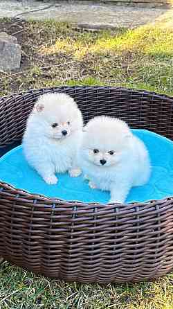 Мальчики Померанский Шпиц Донецк