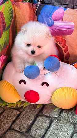 Мальчики Померанский Шпиц Донецк