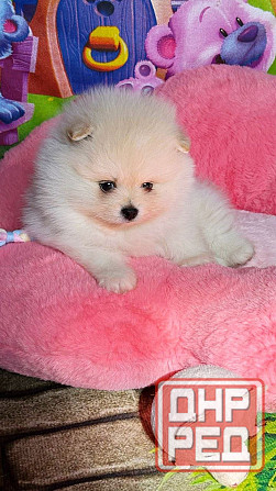 Мальчики Померанский Шпиц Донецк - изображение 4