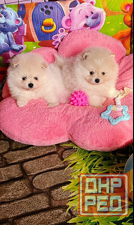 Мальчики Померанский Шпиц Донецк - изображение 1